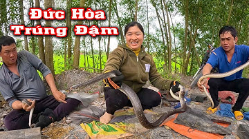 Trúng Mánh Nhiều RẮN Khủng Vùng Nước Nổi # CSBR # 428