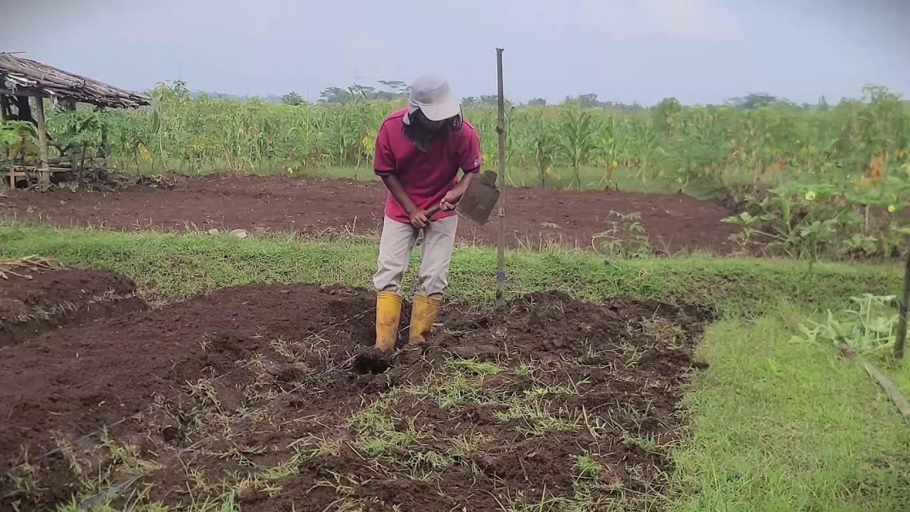Traditional Hoe Farming Skills in Rural Fields 