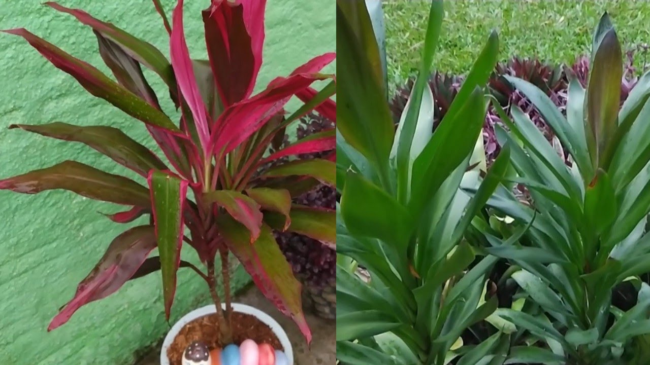 Tipos de DRACENA conheça minha pequena coleção de DRACENA com folhagens maravilhosas