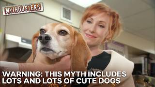 Is There Any Possible Way To Beat A Police Sniffer Dog? | MythBusters