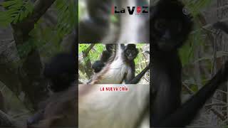 🐒 Nace tercera cría de mono araña en el Cañón del Sumidero, Chiapas