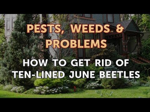Video: June Beetle Control: come sbarazzarsi degli insetti di giugno