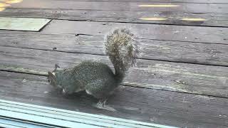 Squirrel IMG 2762