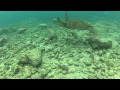 Sea Turtle off Keauhou Beach Resort - Outriggers