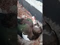 Big Hood The Ruthless Assassin the most dangerous Muscovy Drake