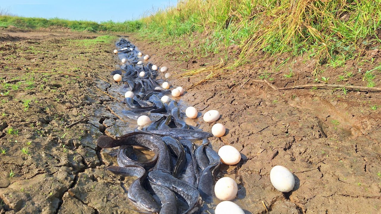 wow wow amazing fishing!  Catch fish in the meadow and collect lots of eggs.