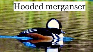 Hooded merganser male and female swimming also a blue heron #Birdwatching by I Love to Explore Oregon 54 views 2 months ago 3 minutes, 41 seconds