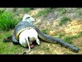 افعى الاناكوندا العملاقة تهاجم الحيوانات البرية في عالم الحيوان 