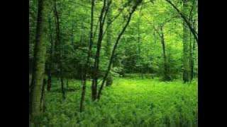 Within Temptation - In Perfect Harmony