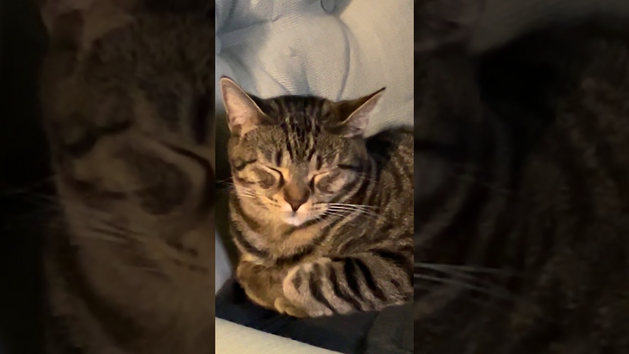 Monday w/ Mack The CAT #50 📱