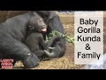 Baby gorilla  kunda  family gorillas