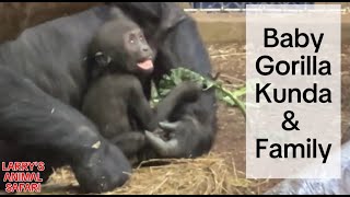 Baby Gorilla  Kunda & Family #gorillas