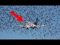 The birds refuse to leave the plane. When the pilot realizes why he bursts into tears.
