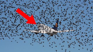 The birds refuse to leave the plane. When the pilot realizes why he bursts into tears.