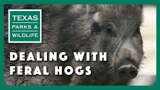 Dealing with feral hogs