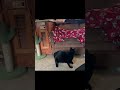 Roar! When the claws come out! #blackcat #cat #travelblogger #rvcat #rvliving #fulltimerv