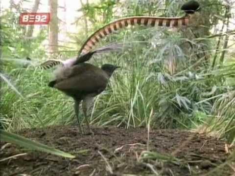 Video: Najbolje Početne Ptice