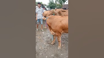 pedet jantan super pasar sapi Ambulu