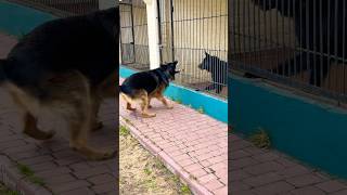 Мухтар и Бумер решают, кто главный 😄 Только Гав-Гав, без травм | Полтава