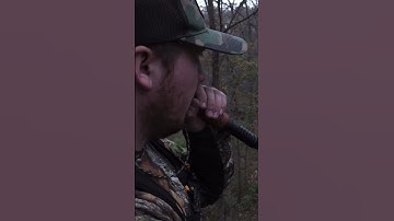 MONSTER BUCK Grunt Call #buckgruntcall #bigbucks #hunting #shorts #youtubeshorts