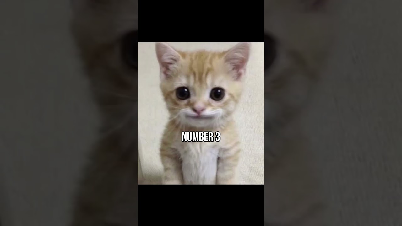 Top 5 most dangerous cats ever!!! 