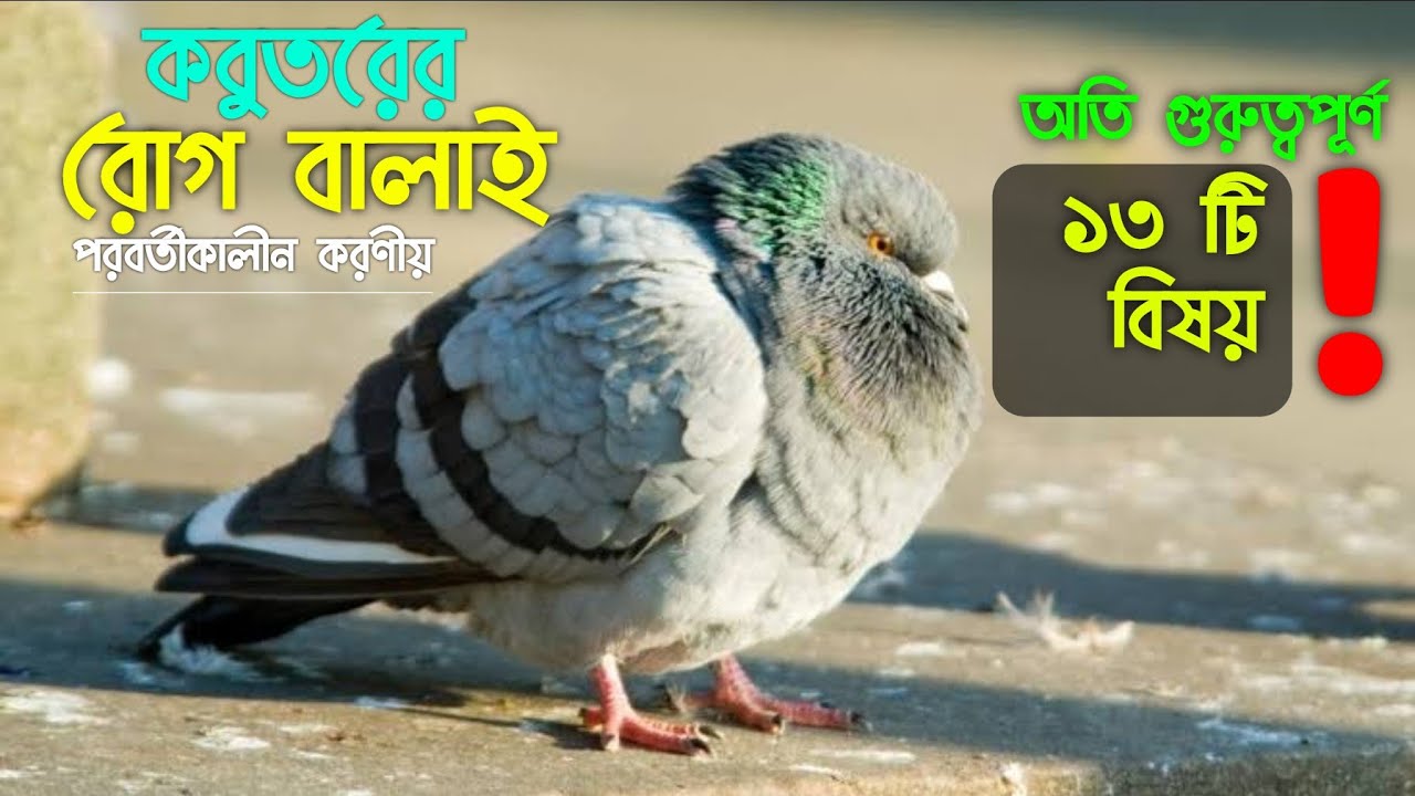 কবুতরের রোগ বালাই হলে করণীয় || কবুতরের চিকিৎসা || Kobutorer Rog Hole Koronio