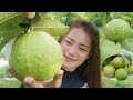 Picking Guava | Eating Guava With Hot Chili | Guava Eating | by Beautiful Countryside Life TV