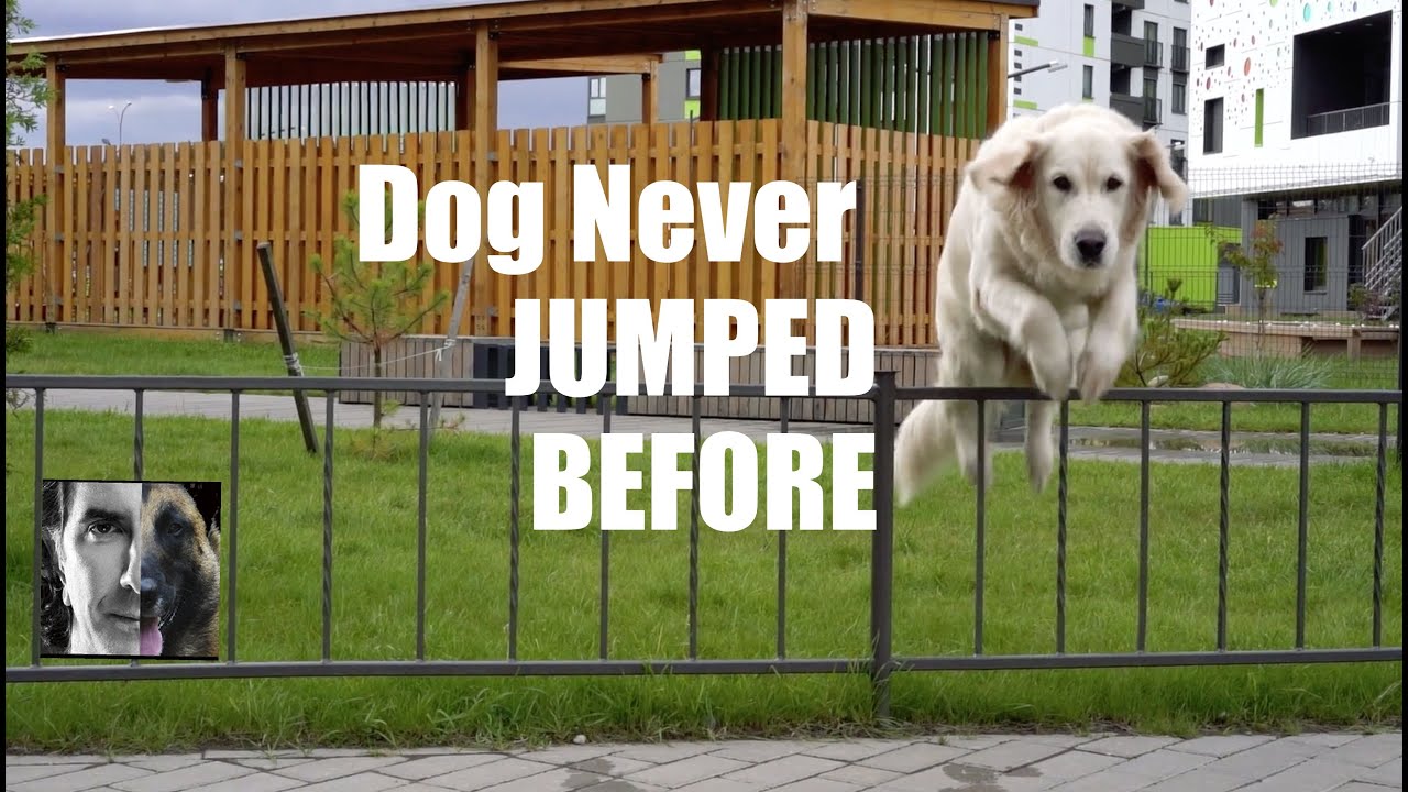 Dog NEVER Jumped Before ask me anything Dog Training Video YouTube