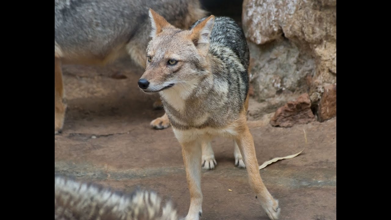 The jackals destroyed the turtles' nest, dug them up and ate all the eggs.