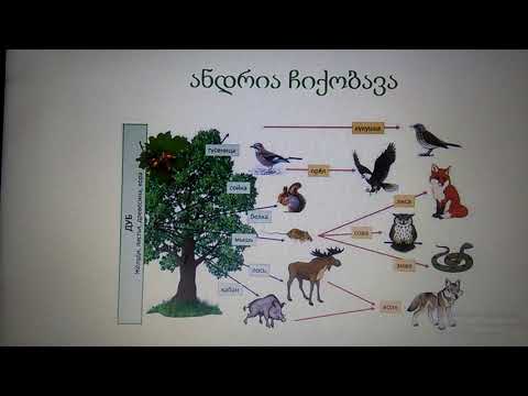 პრეზენტაცია ,,კვებითი ჯაჭვი\"