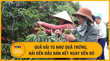 Quả vải to như quả trứng, hái đến đâu bán hết ngay đến đó | VTV4