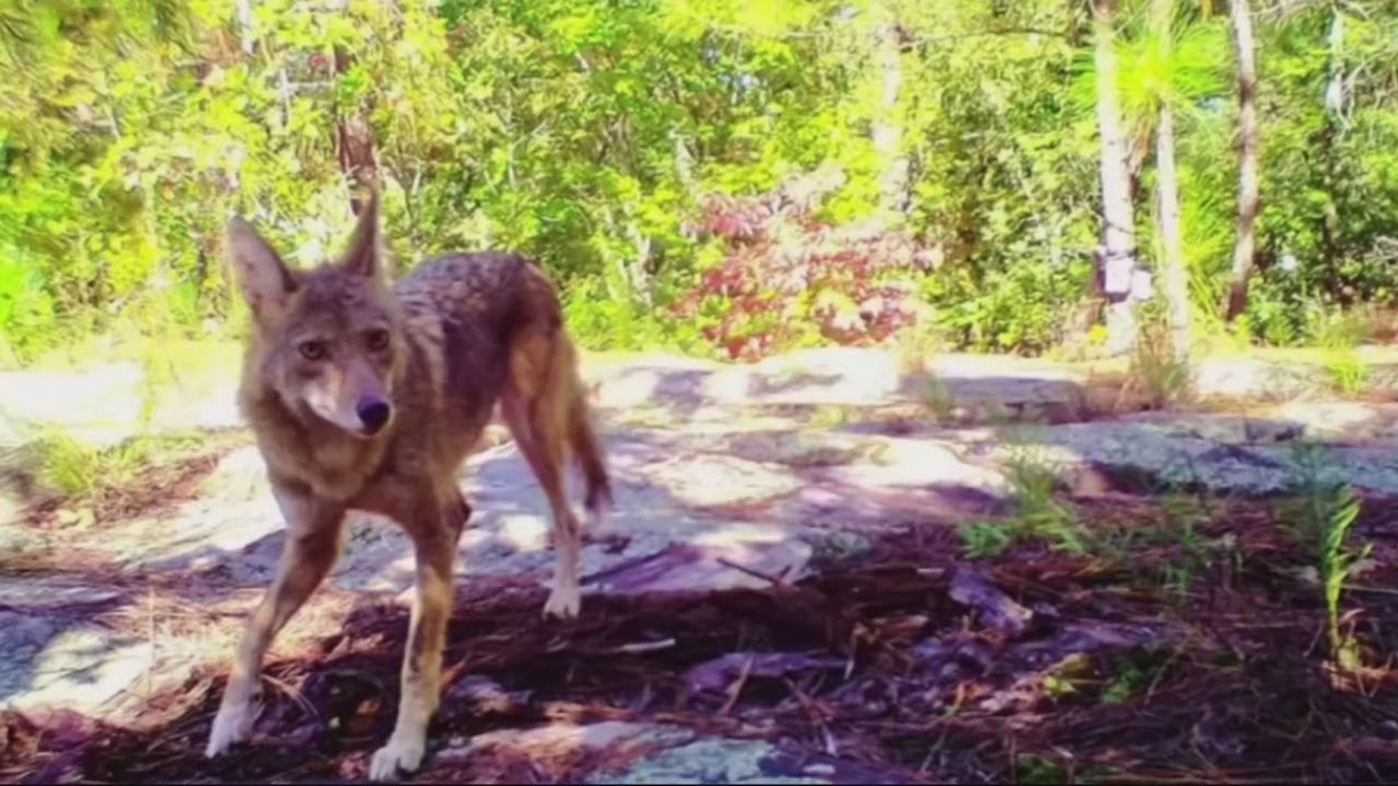 Mating season for coyotes amplifies the howling in San Antonio's urban  wildlife soundtrack