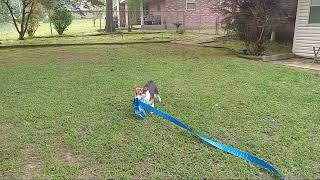 Honey the Corgi and her poop bag parade