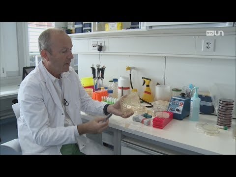 Vidéo: Comment les bactéries sont-elles transformées en laboratoire ?