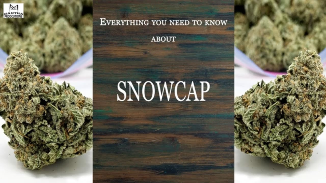 Snowcap | Best Buds Strain Spotlight