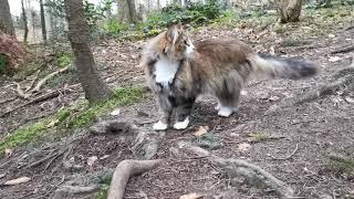 Norwegische Waldkatze: Smilla auf dem Weg nach Hause (Sonntag letzter Teil)