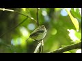 Lophotriccus pileatus, Scale-crested Pygmy-Tyrant