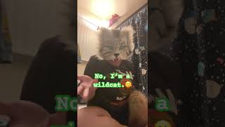 No… I’m a wildcat #theriantropy #furry #essa #fursuit #theriangear #furries #essaowner #theruan