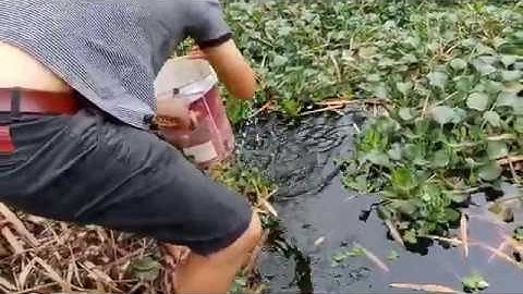 cách vớt và ươm  cá chuối hoa giống