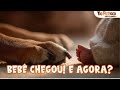 CHEGADA DO BEBÊ: O Jeito Certo de Apresentar seu Cachorro (Evite Erros Graves) PT2