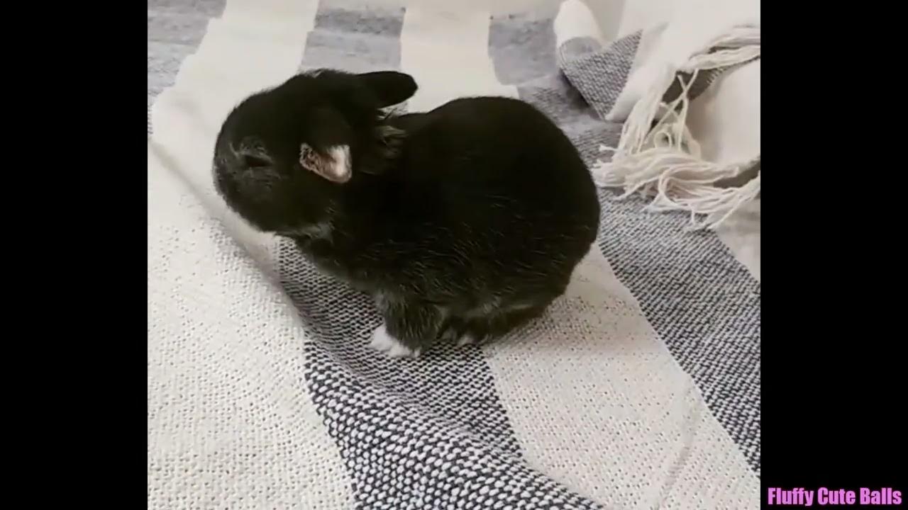 Tiny Baby Rabbits Walking on Warm Blankets YouTube