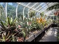 Bromeliad & Tillandsia Tips @TPIE—Part 2 — Plant One On Me — Ep 056