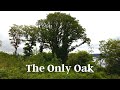 The Only Oak