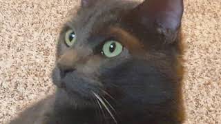 Happy Cat is Bamboozle?!?