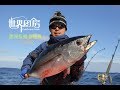 第32集：澳洲钓获蓝鳍金枪鱼，顶级刺身随便吃  Bluefin tuna Catch and cook in Portland,Australia