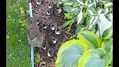 EastNest - May 22, 2025