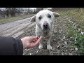 SALVANO UN CANE SENZATETTO MOLTO SPAVENTATO CON UN CUORE A MILLE PEZZI