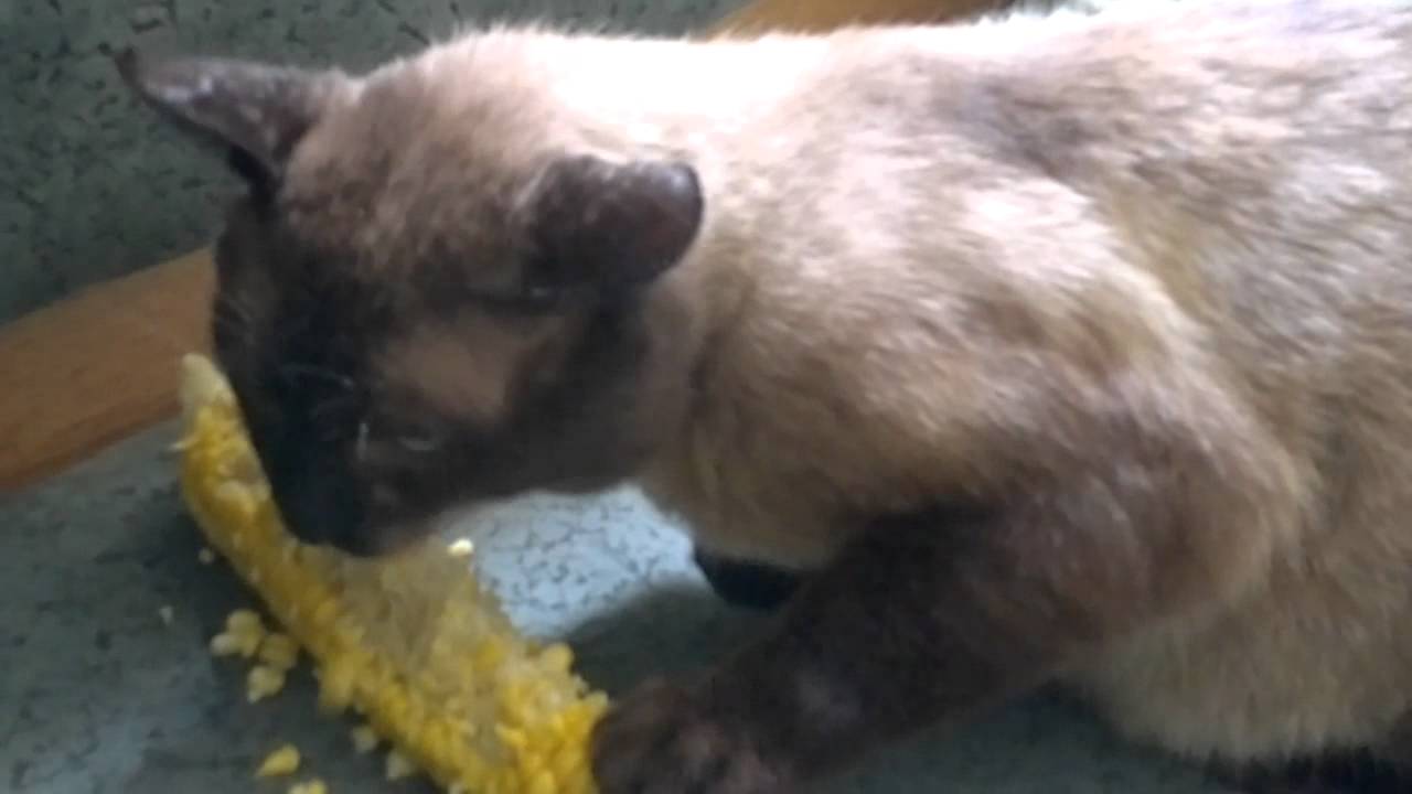Cat eats corn YouTube