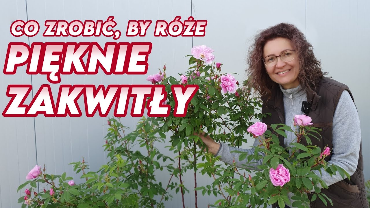 Na co zwrócić uwagę, by róże pięknie zakwitły? || Rozaria.pl