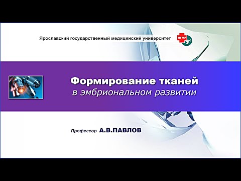 Формирование тканей в эмбриональном развитии